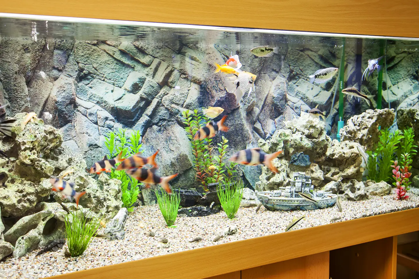 Fische im Aquarium