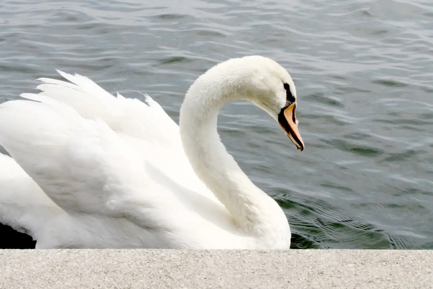 Schwan