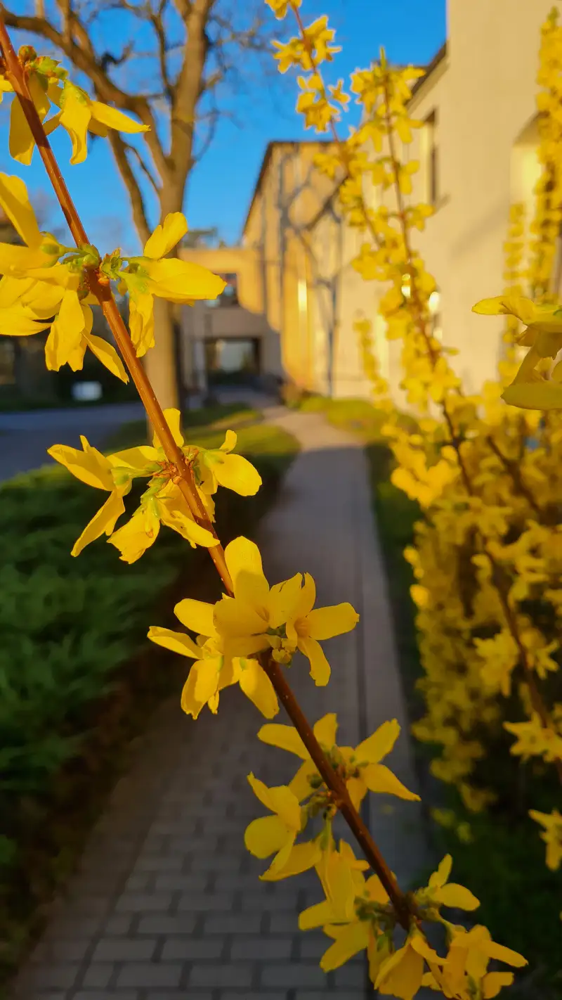 fruehling