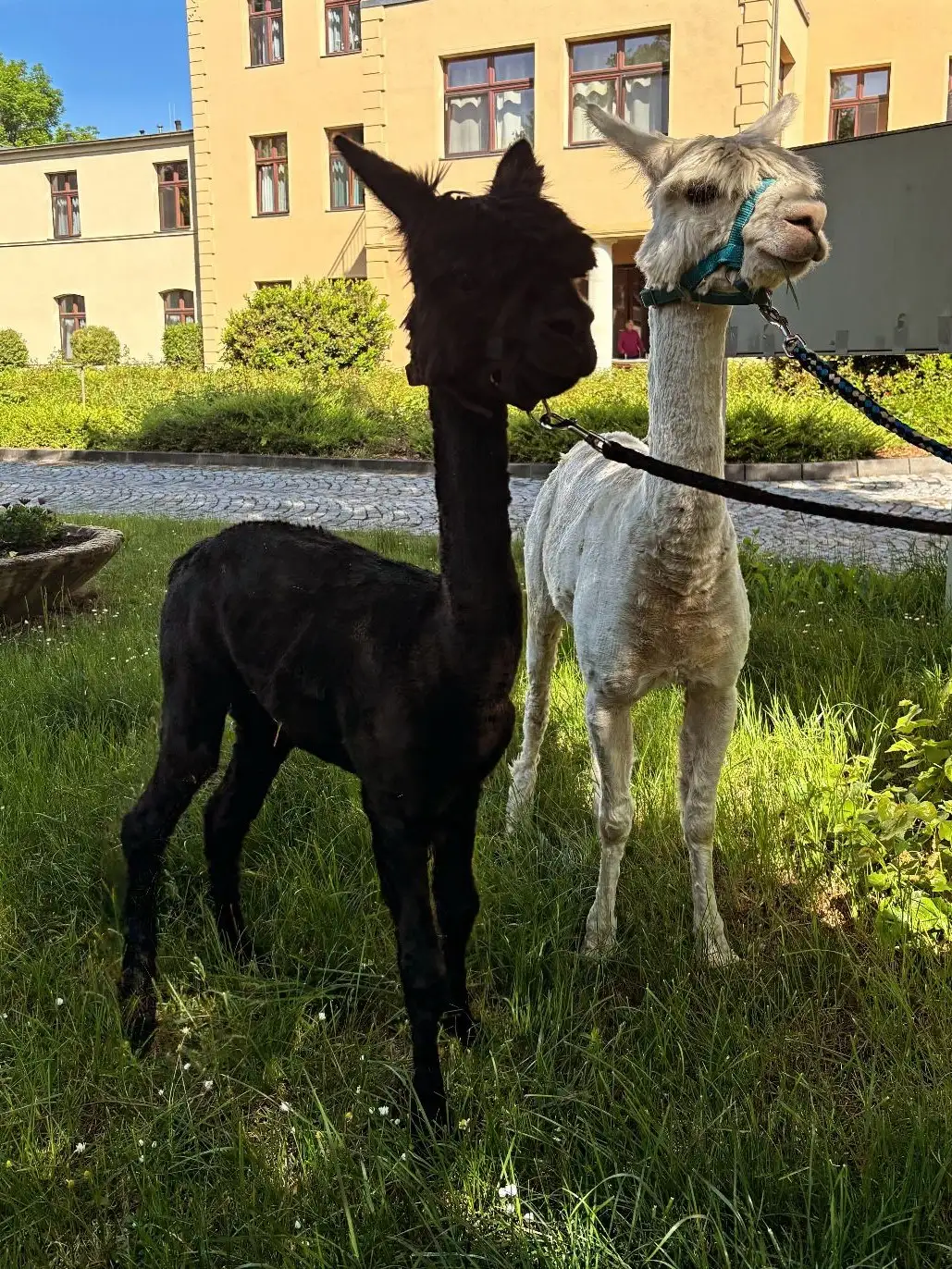 lama-2