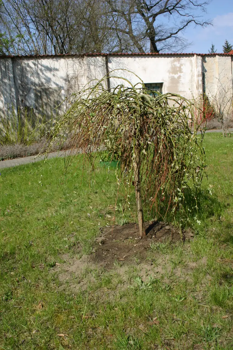 bilder-fruehling-014