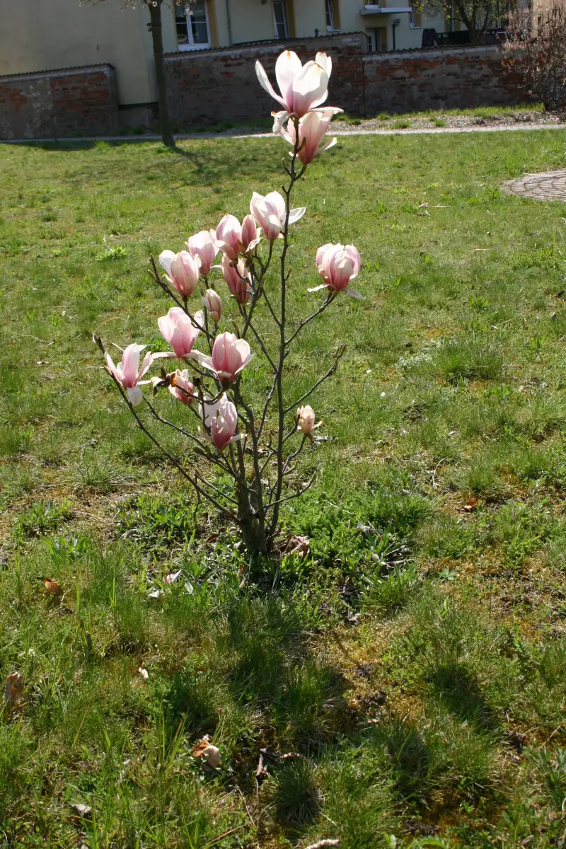 bilder-fruehling-003