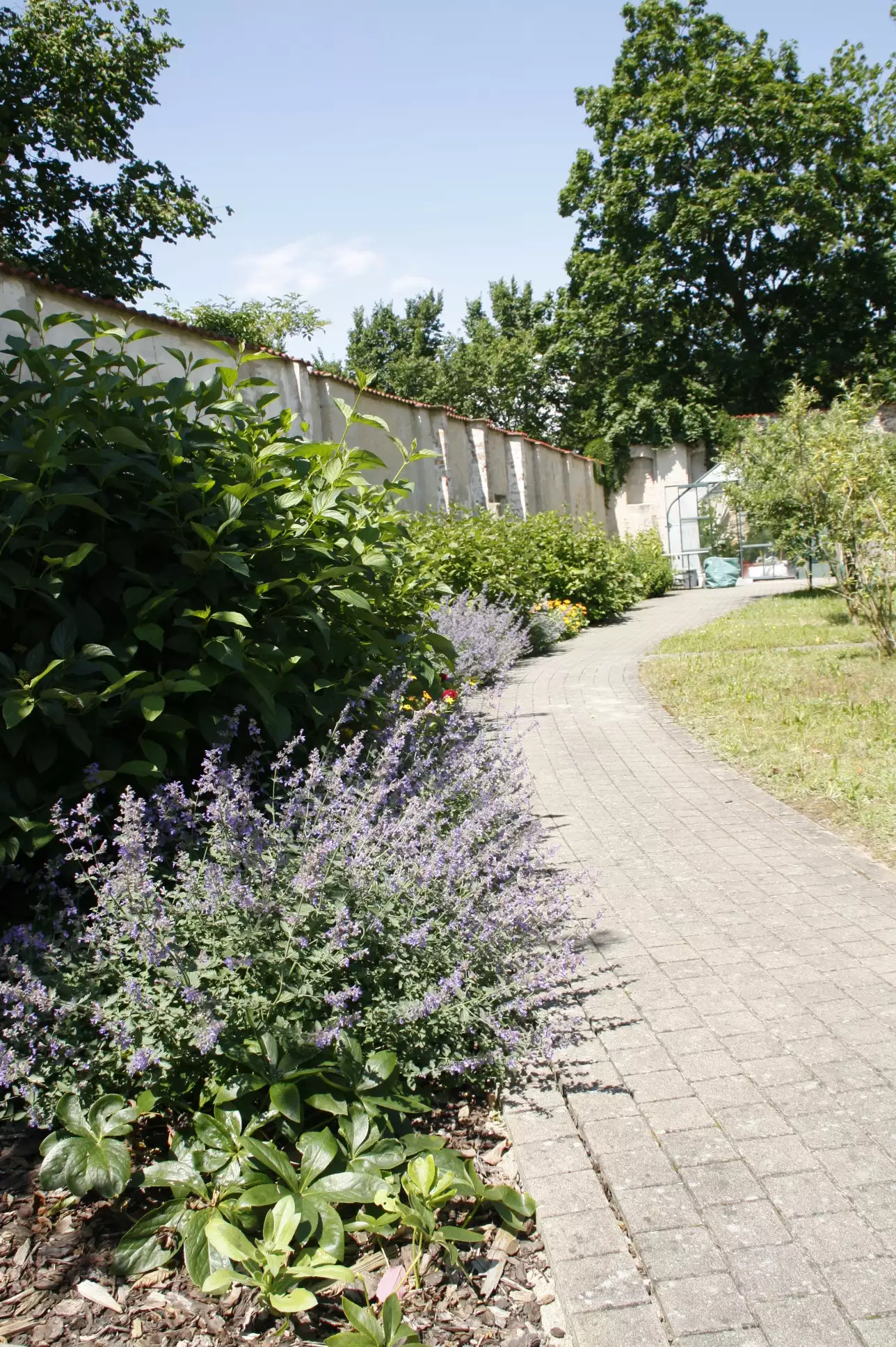 gartenbilder-juni-1