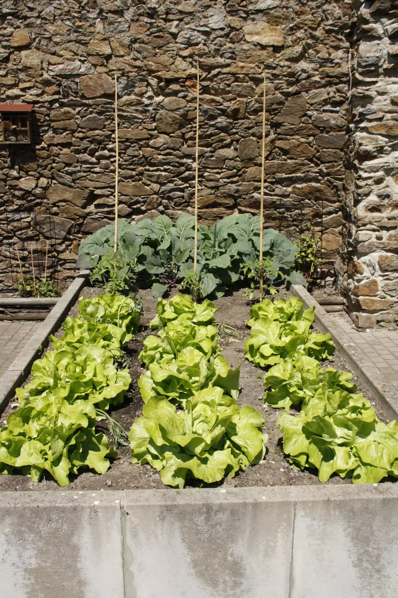 gartenbilder-juni-4