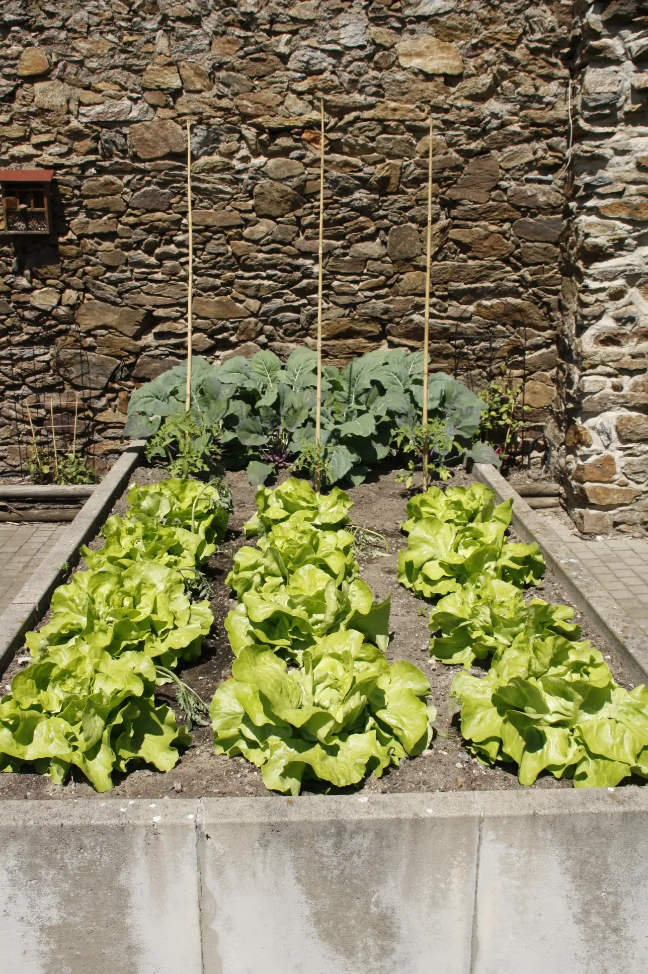 gartenbilder-juni-4