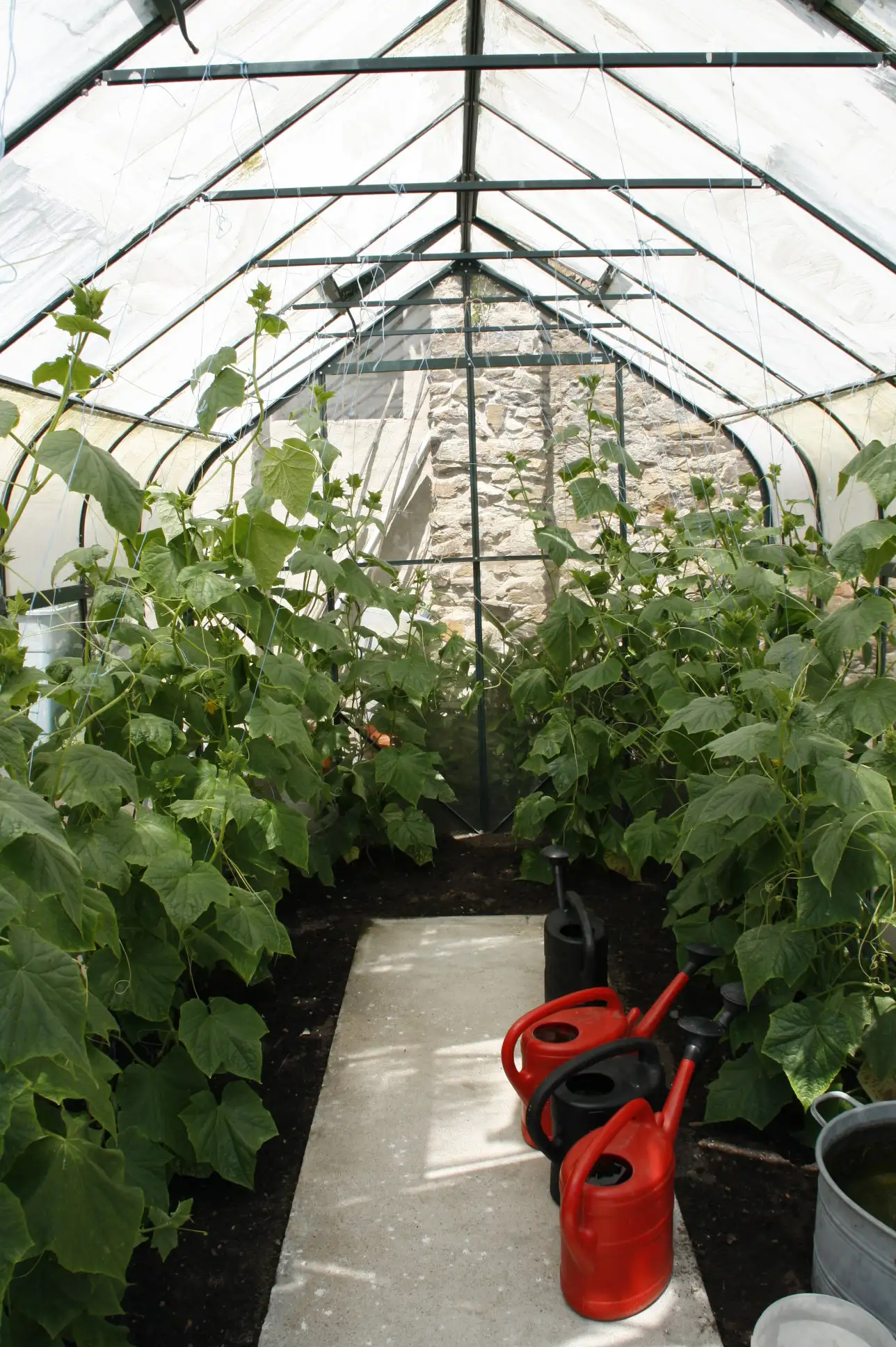 gartenbilder-juni-3