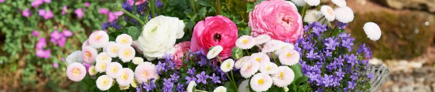 lochmannblumen