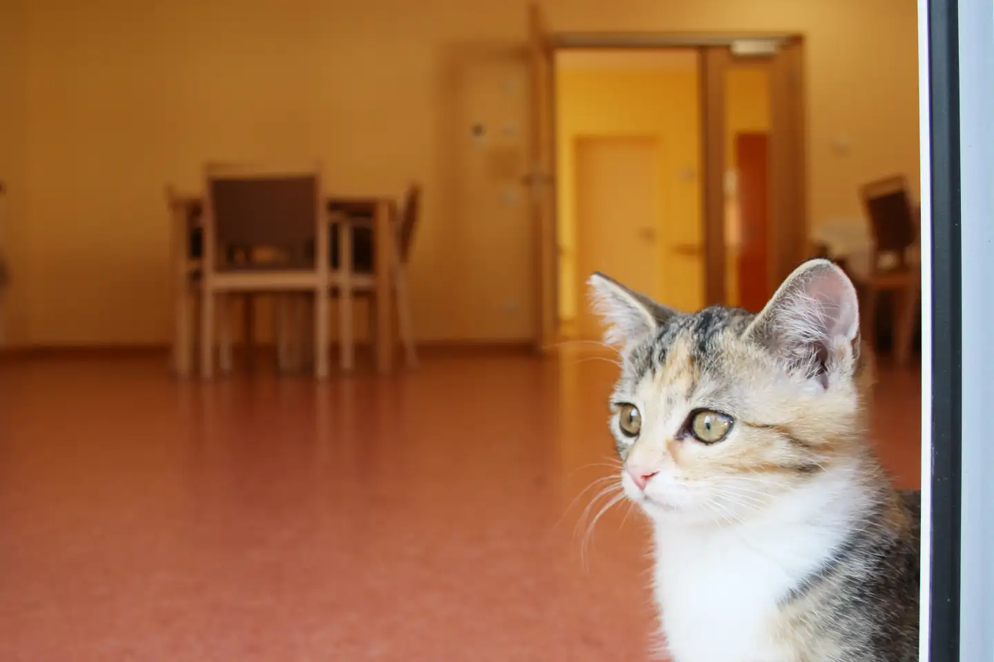 Eine Katze an der Terrassentür