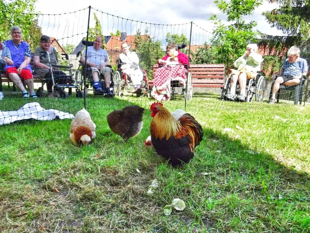 foto_huhn-auf-tour