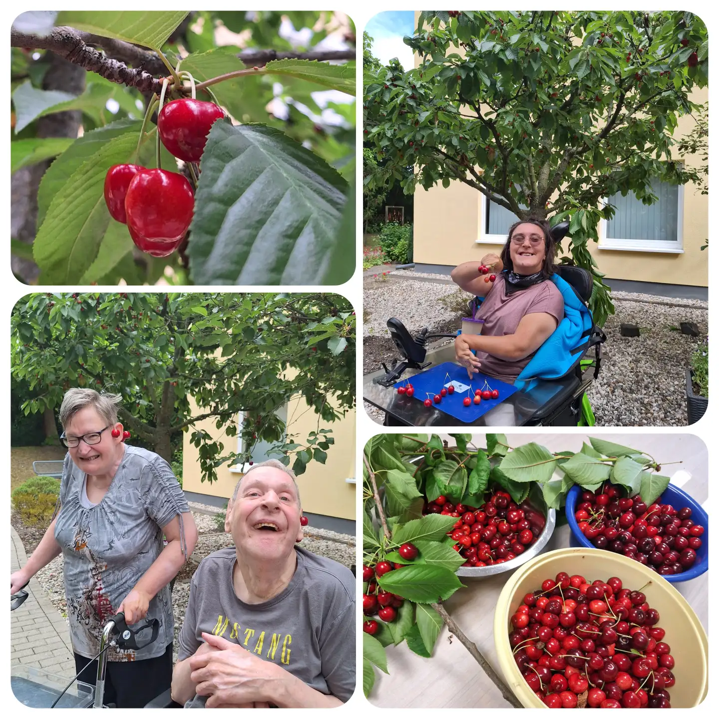 incollage_kirschernte