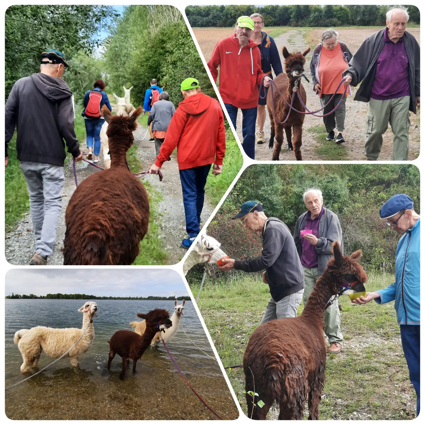 collage_alpakahof-kleinpoesna