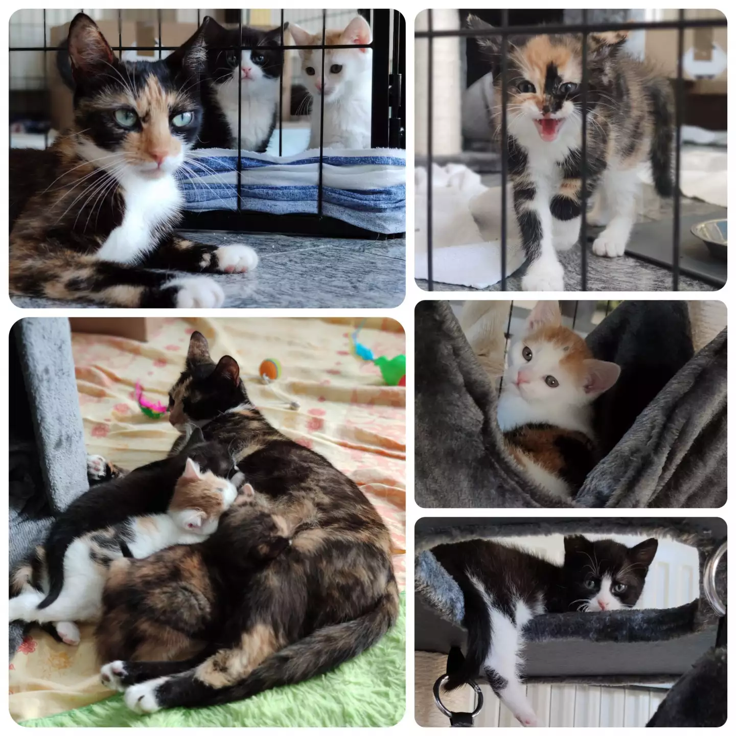 collage_familie-vrogui-scaled